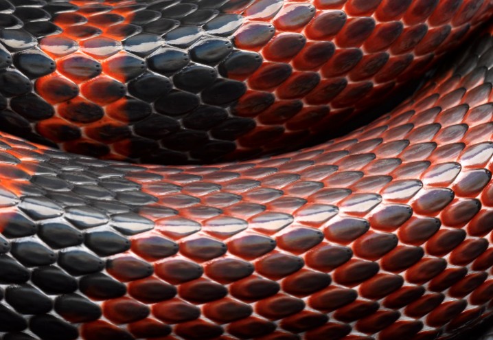 Cobra Venom – The Serum of the Serpent in mRNA Vaccines